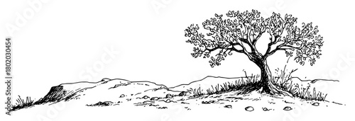 old tree on rocky hill sketch