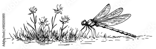 dragonfly on grass sketch