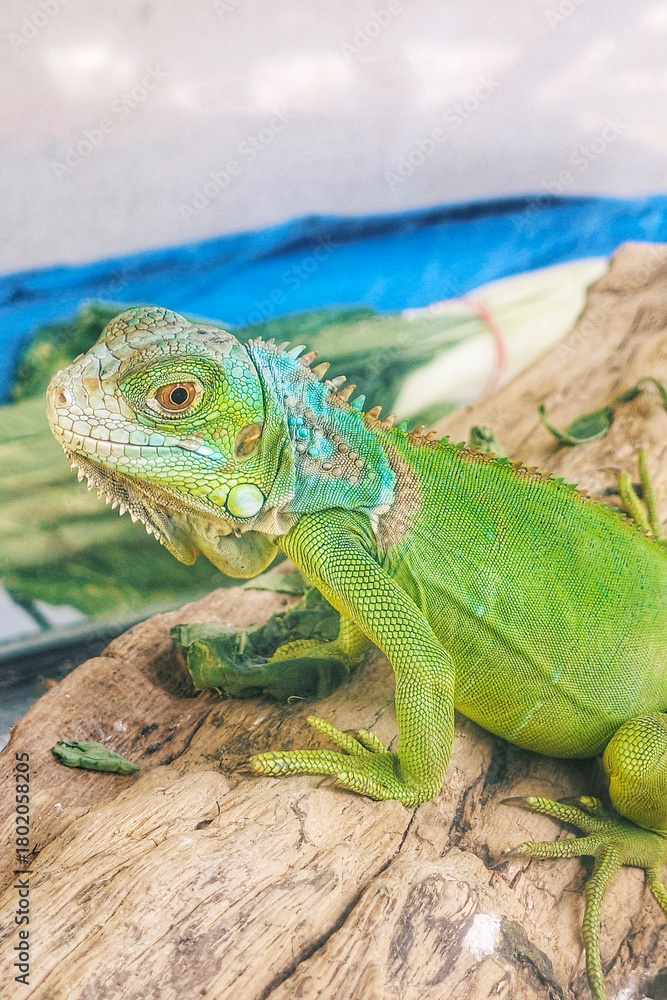 Fototapeta premium Green iguana on tree trunk