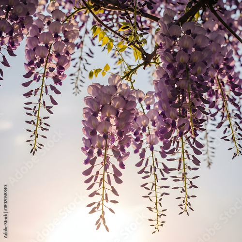 Close up of wisteria flowers hanging from a tree with sunlight shining through