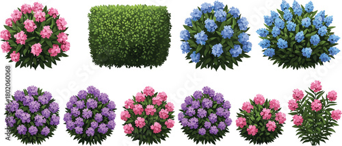 Flower bushes and garden hedge illustration set, colorful blooming shrubs, pink blue purple flowers, landscape plant design, botanical nature elements