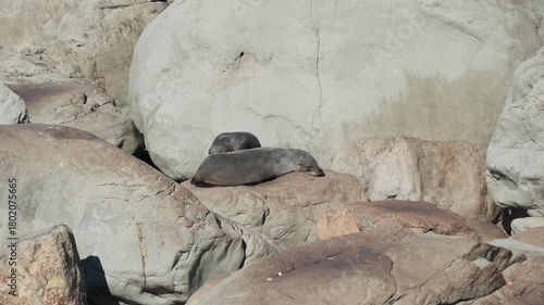 Two gray seals on bright rocks on a sunny day. a mature cub is trying to suckle from his lying down mother, who seems to not be bothered. a 4K video clip, Kaikoura, New Zealand.