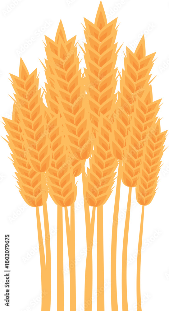 Fototapeta premium Wheat stalks are growing against a white background, representing agriculture, farming, and harvest