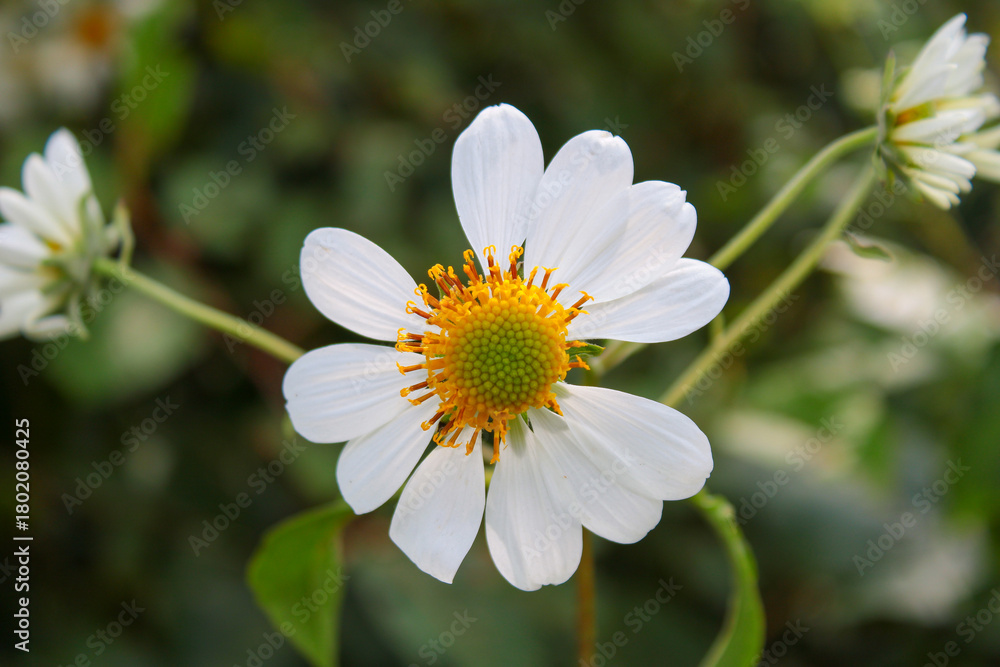 Obraz premium white daisy flower.