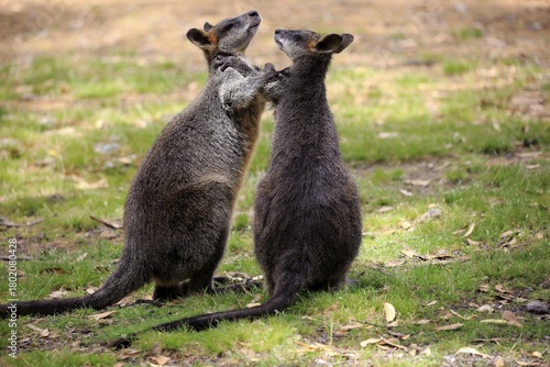 Swamp wallaby (Wallabia bicolor), pair, social behaviour, Mount Lofty, South Australia, Australia