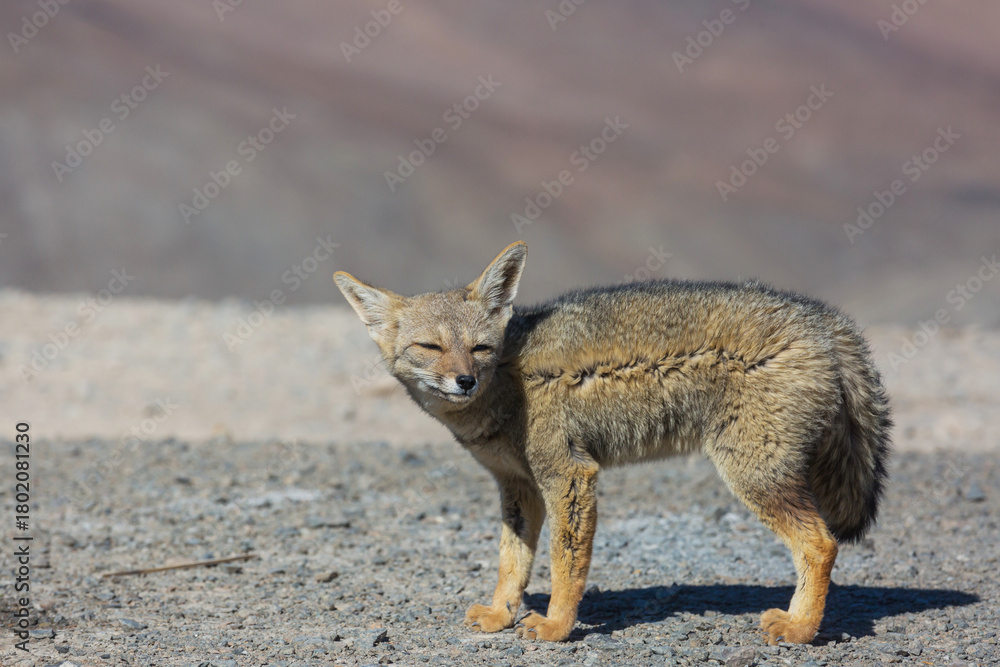 Fototapeta premium Fox in Patagonia