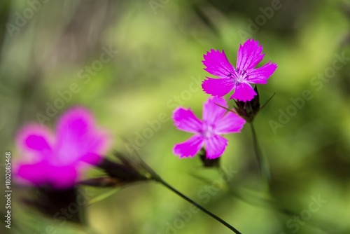 Flowers, Carthusian carnations (Dianthus carthusianorum), Baden-Württemberg, Germany