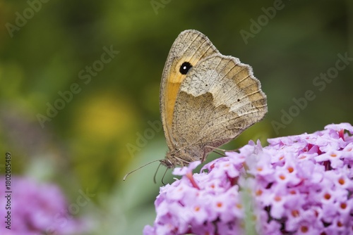 A Meadow Brown (Maniola jurtina) sitting on purple flowers, close-up nature photograph, background blurred, Hesse, Germany