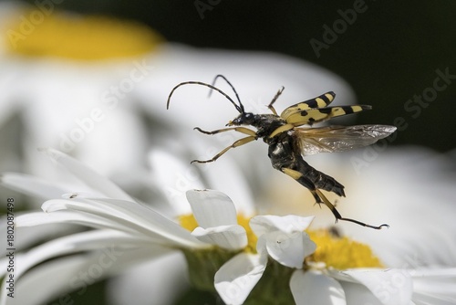 A spotted longhorn (Rutpela maculata) flies over a daisy flower, Hesse, Germany