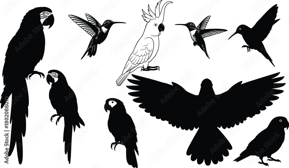 Obraz premium Exotic bird silhouettes collection, parrots hummingbirds cockatoo and flying raptor, tropical wildlife vector illustration set, black bird icons on white,