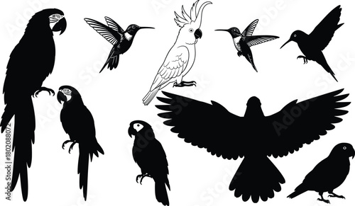 Exotic bird silhouettes collection, parrots hummingbirds cockatoo and flying raptor, tropical wildlife vector illustration set, black bird icons on white,