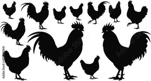Rooster and hen silhouettes collection, farm chicken flock vector illustration set, domestic poultry birds in various poses, black barnyard animal icons on white,