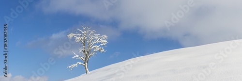 Wallpaper Mural Single English oak (Quercus robur) in winter, natural landscape near Füssen, Ostallgäu, Bavaria, Germany Torontodigital.ca