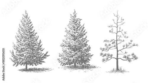 Architectural drawings minimal style cad tree line drawing set of green fir trees isolated on white background, detailed outline symbols for landscape design, christmas decoration graphics