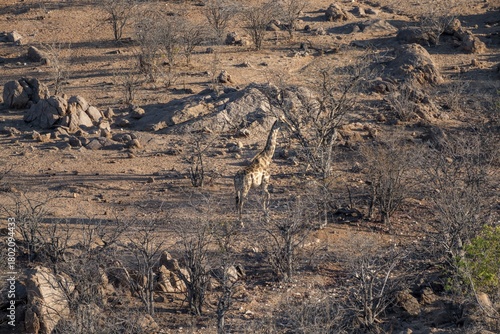 Angolan giraffe (Giraffa giraffa angolensis), from above, Hobatere Concession, Namibia