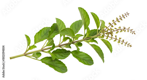 Holy basil branch with leaves and flowers isolated on transparent background , ai generated image