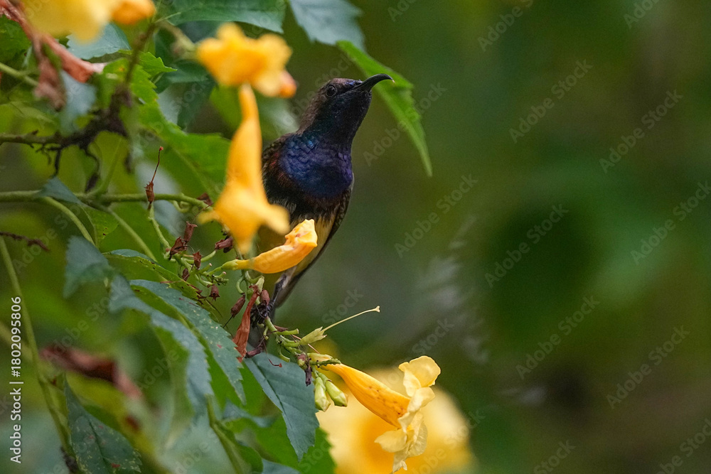 Obraz premium A black-throated sunbird is feeding on nectar from a flower in nature.