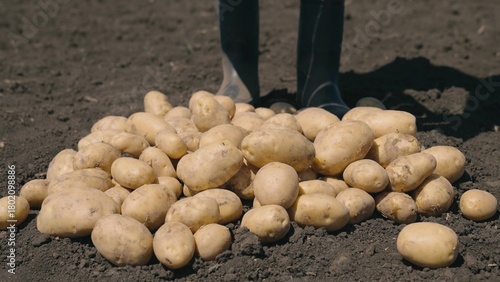 Photos fresh potato tubers dug out of the ground by farmer, vegetable harvest season, agriculture, an agronomist in rubber boots pours raw potatoes onto soil, starchy vegetable from nightshade family