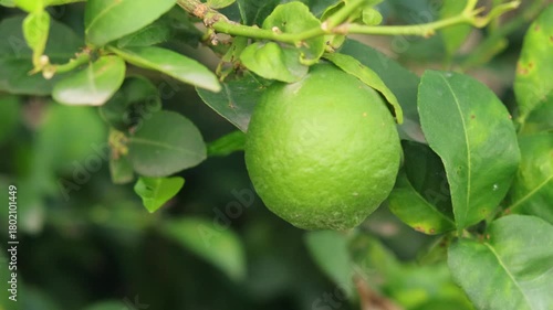 Green lime fruit on a tree. green lemons lined up on a leaf catch the day light. Fresh green lime fruit hanging from branch. Green lemon is citrus fruits on a branch with garden nature background.