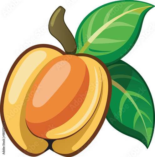 Tropical cashew fruit vector art illustration 