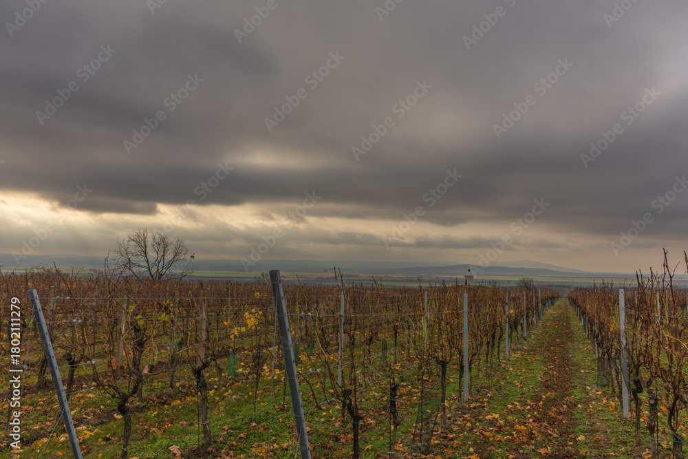 Fototapeta premium Long, geometric rows of a vineyard in late autumn, with the leaves mostly turned brown, gold, or fallen