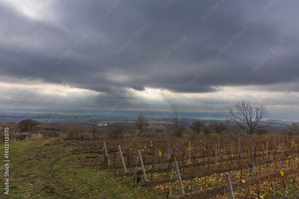 Obraz premium Contrast of Vineyard and Urban Skyline under a Cloudy Sky
