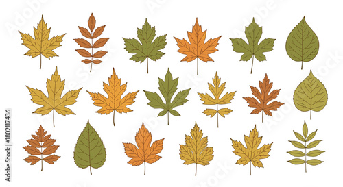 A colorful collection of autumn leaves in varying shapes and shades of yellow, orange, red, and green, scattered on a white background.