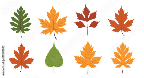 A colorful collection of autumn leaves in various shapes and shades of red, orange, yellow, and green, isolated on a white background.