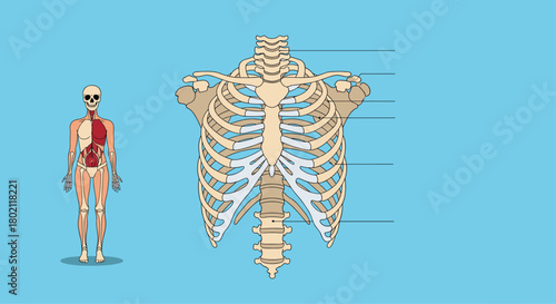 Anatomical illustration depicting the human skeletal system, focusing on the rib cage, spine, and clavicles, alongside a simplified muscular system overlay.