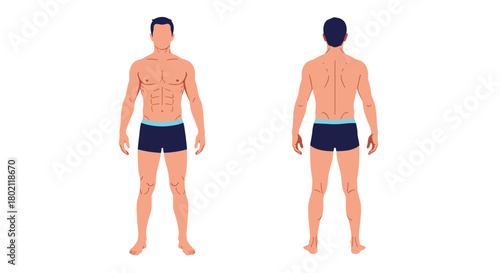 Illustration of a fit, athletic man's physique, front and back views, showcasing muscular definition and body proportions for health and fitness concepts.