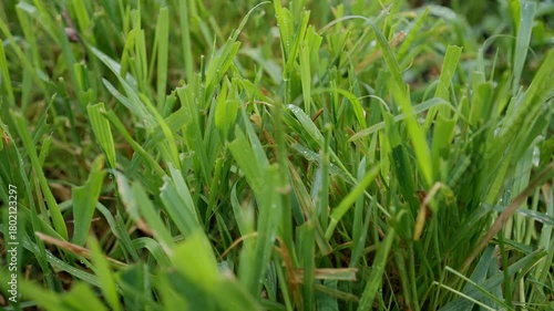 Fresh winter wheat sprouts with water droplets moving in wind closeup selective focus creating natural vibrant agricultural scene with soft depth and gentle motion in autumn season