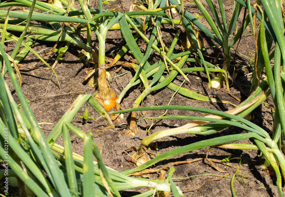 Fototapeta premium Large onions with green feathers in the garden in summer, close-up
