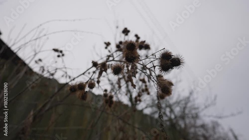 Dry burdock with large spiky seed heads in foreground swaying in wind shallow depth of field gloomy overcast background with old fence abandoned buildings and bare tree branches creating moody scene