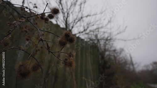Dry burdock with large spiky seed heads in foreground swaying in wind shallow depth of field gloomy overcast background with old fence abandoned buildings and bare tree branches creating moody sceneм