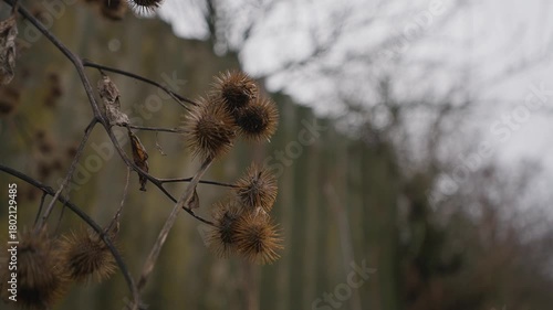 Dry burdock with large spiky seed heads in foreground swaying in wind shallow depth of field gloomy overcast background with old fence abandoned buildings and bare tree branches creating moody scene