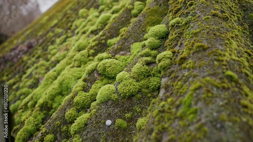 Old asbestos roof covered with thick vibrant green moss on gloomy autumn day with parallax camera movement creating calm atmospheric natural texture shot for nature decay environmental themes