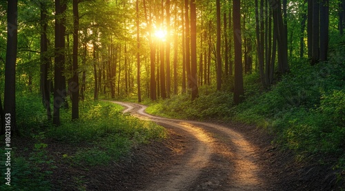 Sunlit forest path winding through trees (5)