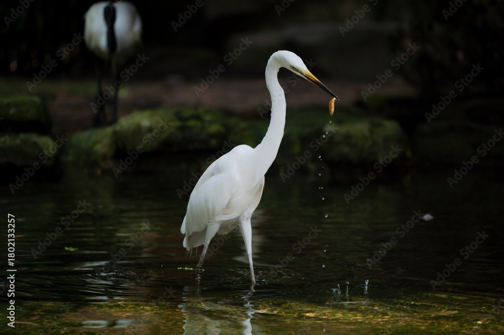 Naklejka premium The great egret (Ardea alba) catch a small fish