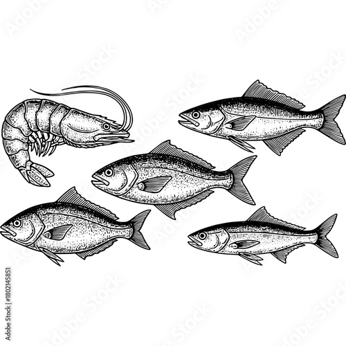 set of fishes handrawn 