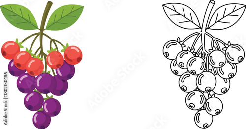 A colorful bunch of grapes and its black and white line drawing version
