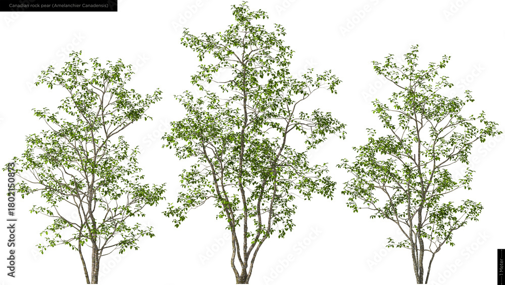 Naklejka premium Canadian rock peartrees, hq cutouts for arch viz