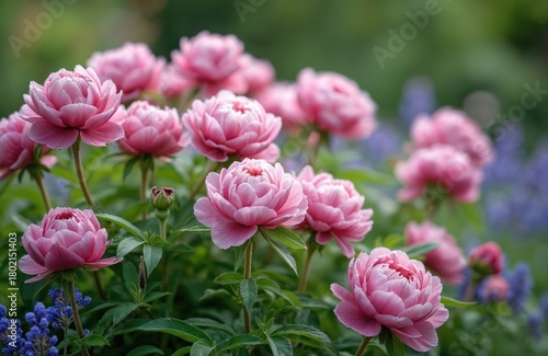 Wallpaper Mural Close up view of pink peonies and blue nepeta flowers blooming in garden. Green foliage fills background, showing summer bloom in nature. Companion plants grow together. Torontodigital.ca