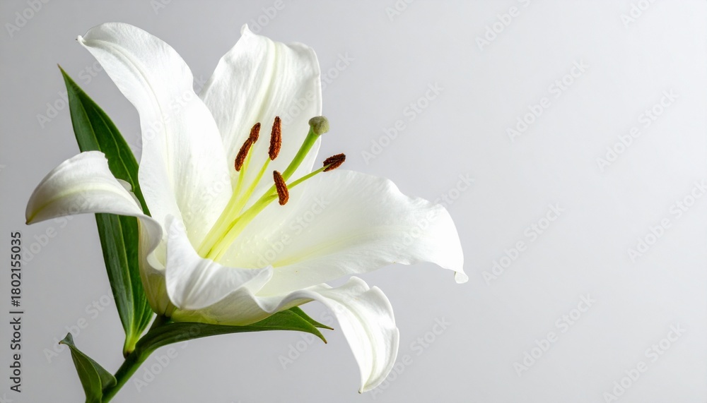 Fototapeta premium 優雅な白百合が彩る初夏の庭2