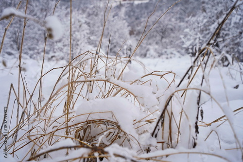 Wallpaper Mural Dry grass and snow in a mountainous area. November. Torontodigital.ca