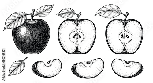 Detailed vintage style illustration of apples in various stages of dissection, including whole fruit, halves, and slices, with leaves included.