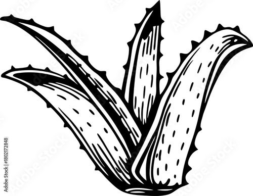 Hand drawn aloe vera plant illustration detailed botanical drawing showing succulent leaves and organic texture