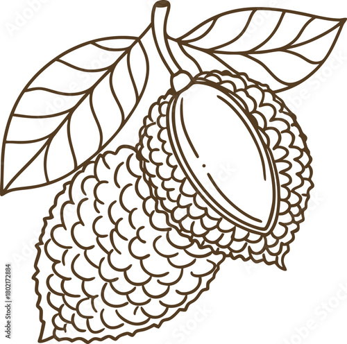 Hand drawn illustration of whole and peeled lychee fruit with leaves exotic tropical fruit linear sketch