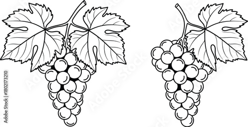 Detailed illustration of two bunches of grapes with leafy vines