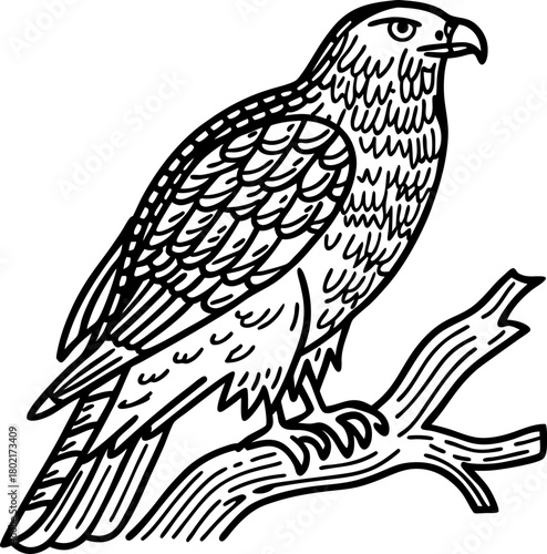 Majestic eagle perched on tree branch, linear illustration wild bird outline, predatory animal line drawing