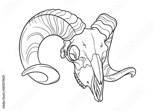 isolated Ram skull hand drawn graphic vector illustration